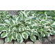 Bohyška, Hosta Francee