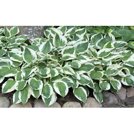 Bohyška, Hosta Francee