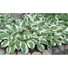 Bohyška, Hosta Francee