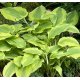 Bohyška, Hosta Sum Substance