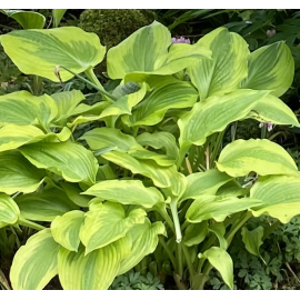 Bohyška, Hosta Sum Substance
