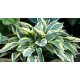 Bohyška, Hosta Wide Brim