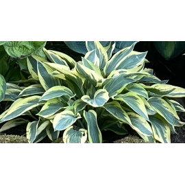 Bohyška, Hosta Wide Brim