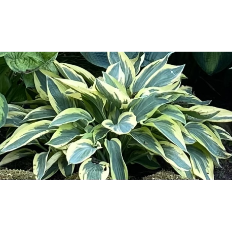Bohyška, Hosta Wide Brim