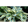 Bohyška, Hosta Wide Brim