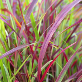 Panicum virgatum