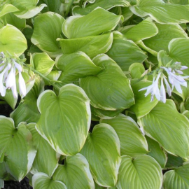 Hosta Fragant Bouquet-Bohyška