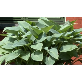 Bohyška. Hosta Elegans