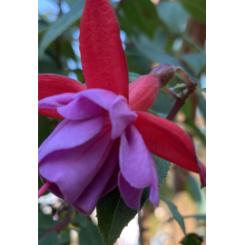 Paula Grooger Fuchsie