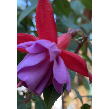 Paula Grooger Fuchsie