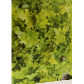Heuchera (Dlužicha) World Caffe Lime Americano