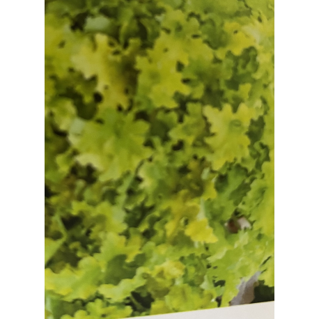 Heuchera (Dlužicha) World Caffe Lime Americano