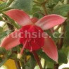 Tamarus Toerako Fuchsie