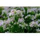 Mydlice lékařská Saponaria officinális