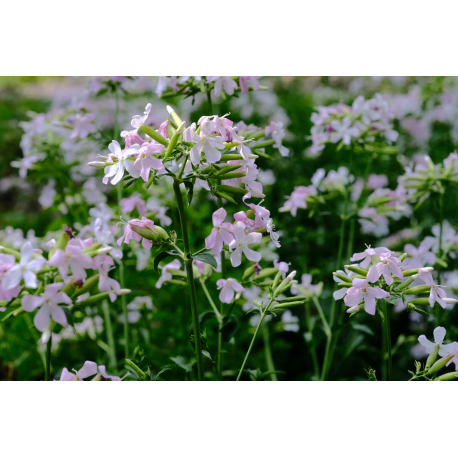 Mydlice lékařská Saponaria officinális