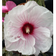 Ibišek bahenní-Hibiscus x moscheutos- bílý