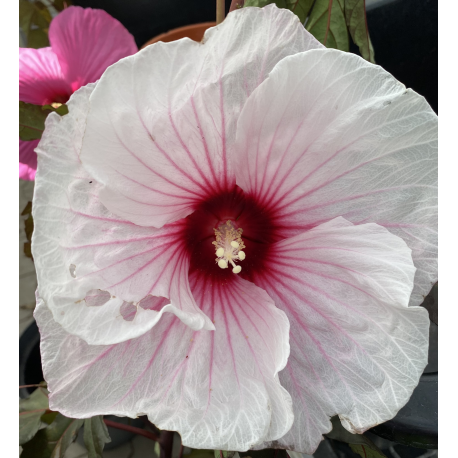 Ibišek bahenní-Hibiscus x moscheutos- bílý