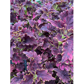  Africká kopřiva-Coleus Tm. bordo
