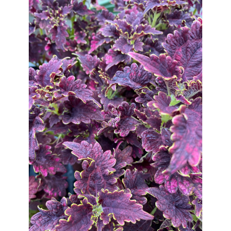 Coleus, Afriská kopřiva Tm. borda