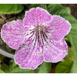 Streptocarpus Tořivka lila s bílým  žíháním