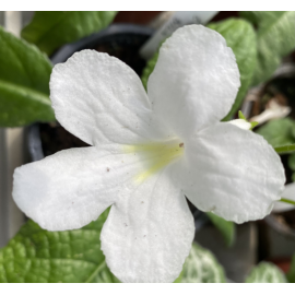Streptocarpus, Tořivka čistě bílá