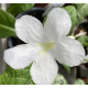 Streptocarpus, Tořivka fialovo bílá