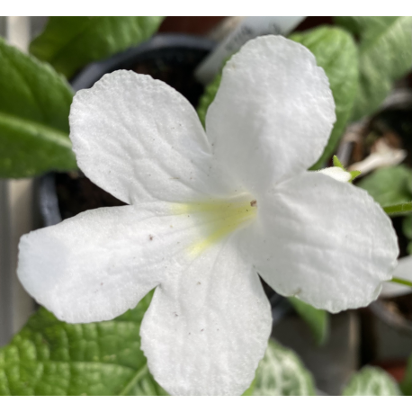 Streptocarpus, Tořivka fialovo bílá