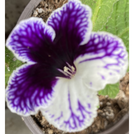 Streptocarpus, Tořivka fialovo bílá