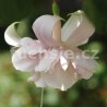White Marshmalow Fuchsie