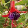 Charlie A. Remnat Fuchsie