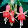 Chang Fuchsie