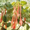 Golden Arrow Fuchsie