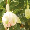 Aguarius Fuchsie