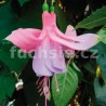 Barbanella Fuchsie