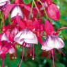 Roese Eslie Fuchsie
