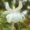 Mariane van Demmelen Fuchsie