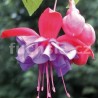 Charlie Dimmock Fuchsie