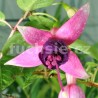 Waldis Tinto Fuchsie