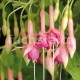 Pink Rain Fuchsie