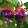 Lunter's Trotz Fuchsie