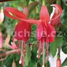 Condor Fuchsie