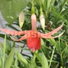 Amazing Maisie Fuchsie (Šl. Mick Allsop, GB,2001)