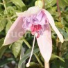 Blush O'Dawn Fuchsie