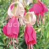 Koning Nobel Fuchsie (Fuchsie)