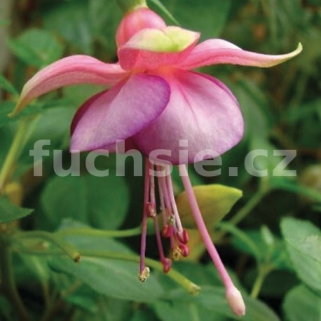 Marlea's Marlot Fuchsie