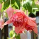 Medard's Roede Fuchsie