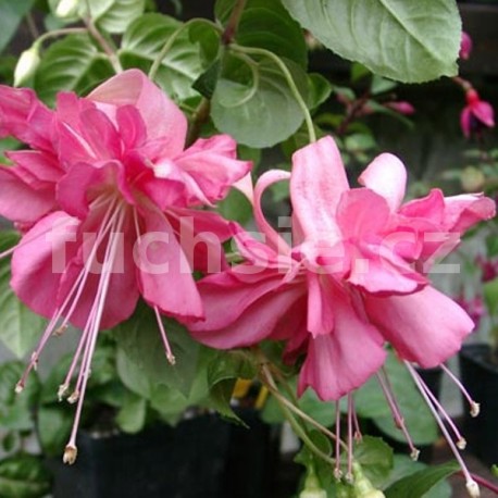 Madallist Fuchsie