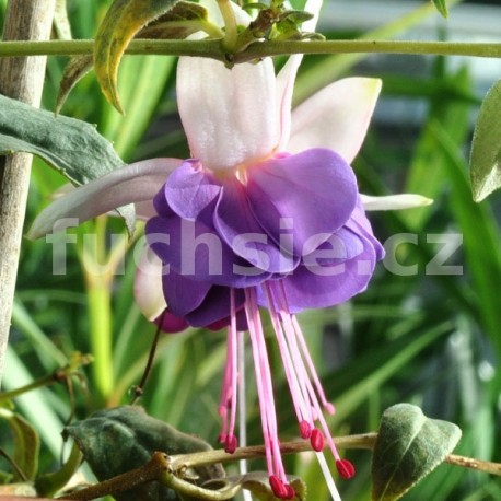 Roesse Pleione Fuchsie