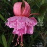Rosi Friedl Fuchsie