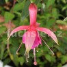 Walz Doedelzak Fuchsie